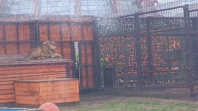 LRHV2802 Шархан 21.11.2025 Видео от опекуна Светланы