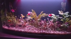 Мои аквариумы 21.11.2025г.