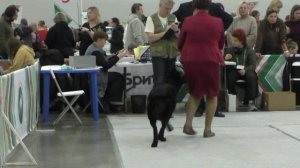 Пинк из Невского Десанта