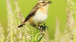 Звук природы. Птицы. Пение птицы Чекан луговой на лугу