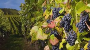 ГЕННАДИЙ КАМЕННЫЙ - ОТЧЕГО ТЫ ПЛАЧЕШЬ - Монтаж Татьяны Ситниковой