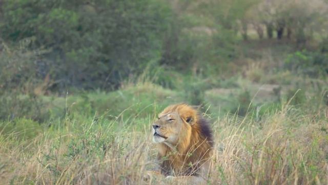 Красивый большой лев.Животные