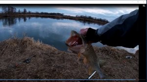 Осенняя щука на спиннинг  с уловистой приманкой мандула. На заводях рек.