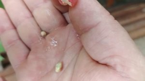 Офелия, мускатная форма селекции Донского казачества.