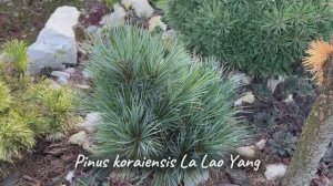 Pinus koraiensis La Lao Yang