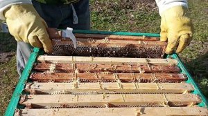 Метим МАТКУ ! Матка убегает и Пищит ! Как сеет молодая матка пчёл ! honey bee queen !