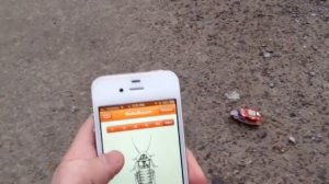 Ученые создали устройство, которое превращает обычного таракана в киборга.