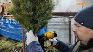 Тысячу елок из стланика сделает Магаданский лесхоз к Новому году