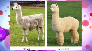 Ребята и зверята. Альпаки_ламы и дикообраз 22.11.2025