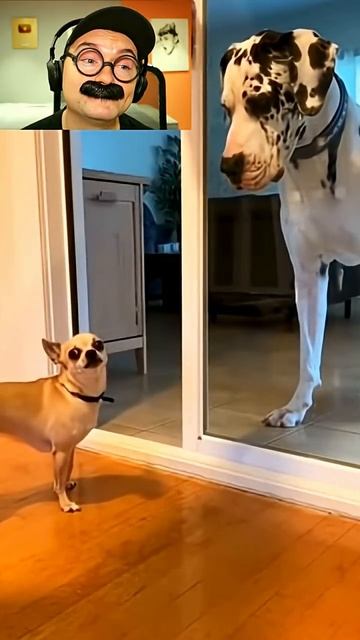 Хозяин подставил собачку смотреть онлайн