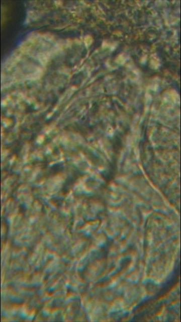 Новое биологическое оружие? biology  warzone  army