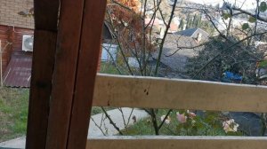 СОЧИ ГОРНОЕ ЛОО ВЕЧЕР 21.11.2025