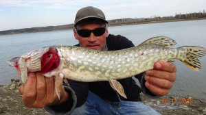 На живца.Где-то там на рыбалке Щука.