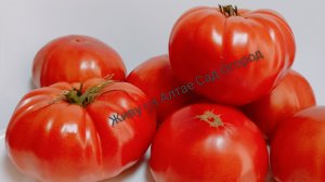 Три коллекционных сорта томата в открытом грунте из каталога на 2026 год