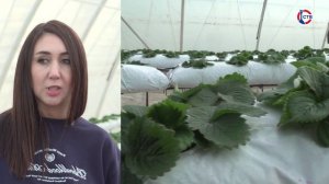 Татьяна Котова о грантах для сельскохозяйственных предприятий