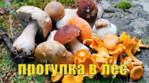 Прогулка за грибами . что я нашел, какие виды грибов