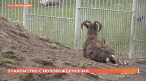 В ростовском зоопарке случился бэби-бум