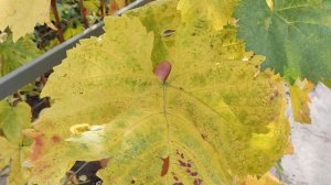 МОЙ ВИНОГРАДНИК НА 21.11.2025.🍇🍇🍇 Telegram WhatsApp и Vlber +79528500417. ТЕЛ. +79054033245.