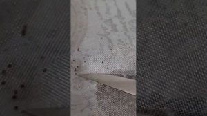 СЭНТО осень 25г