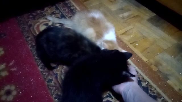 Приучаю диких котят не бояться человека.