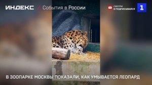В зоопарке Москвы показали, как умывается леопард