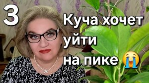 Куча хочет уйти на пике😭