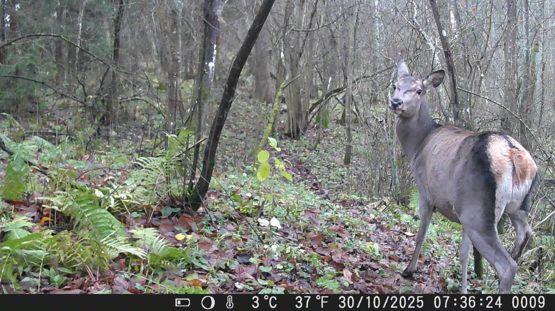 Фотоловушка на кормушке и тропе. Сентябрь Октябрь смотреть онлайн