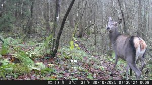 Фотоловушка на кормушке и тропе. Сентябрь Октябрь
