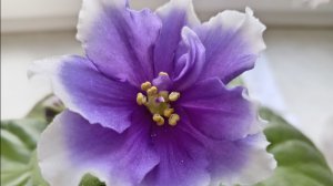 СЕНПОЛИИ И ИХ КАПРИЗЫ.