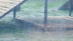 KAHA2518 Шархан 21.11.2025 Видео от опекуна Светланы