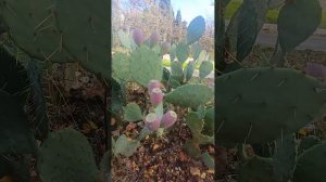 Чернобаева Людмила Павловна с сыном Данилом в онкоцентре 21.11.2025г. цветут кактусы!