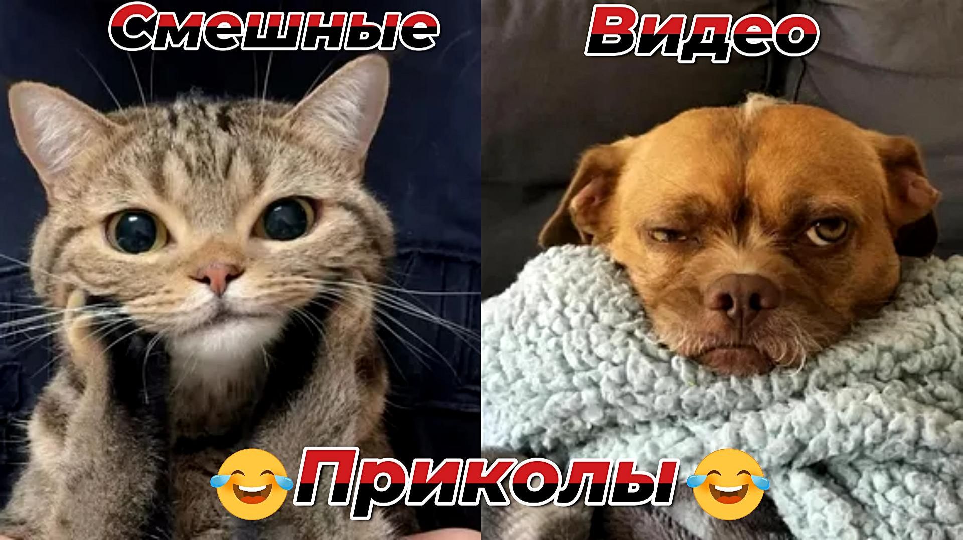 Смешные видео приколы|Коты и собаки|Юмор и Приколы.