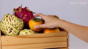 Хурма- Пища богов🥰Купить,заказать саженцы 89612709840📲