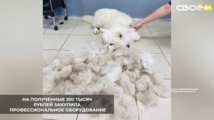 Соцконтракт помог жительнице станицы Ессентукской открыть груминг-салон