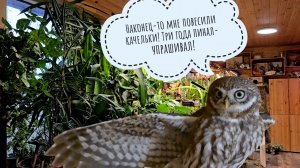 Сыч Лучик мешает мне делать свет растениям. Пришлось применять против совы криптонитовую гусеницу