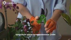 Болезни и методы их лечения для комнатных растений