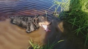 НЕМЕЦКИЙ ЯГДТЕРЬЕР В ЖАРУ +45 | СПАСАЮ СОБАКУ ОТ ЖАРЫ,ЕМУ ПЛОХО.