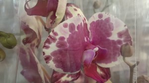 21.11.2025г. Красивые орхидеи в Лемана Про.