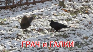 ГРАЧ и ГАЛКИ