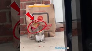 Белки полюбили бесконтактную доставку💤🤣