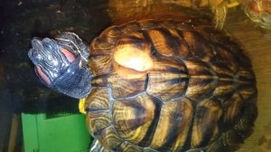 Красноухие черепахи 🐢 утро 21-11-2025. Колонка Маруся рассказывает анекдоты!!!