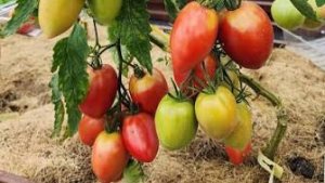 Обзор ТОМАТОВ по сортам!
