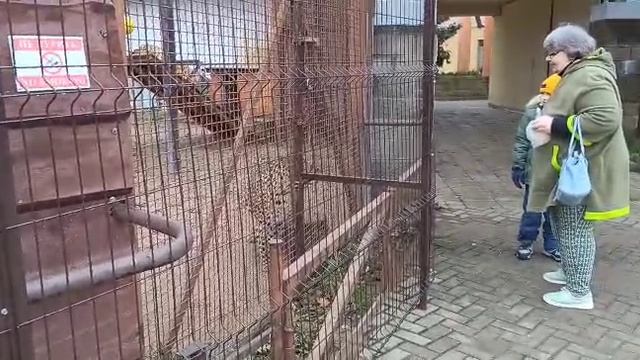 HMFZ2551 Шархан 21.11.2025 Видео от опекуна Светланы