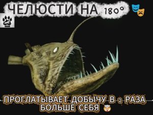 Невероятные факты о рыбке под названием Удильщик, которые вас шокируют! ☺️