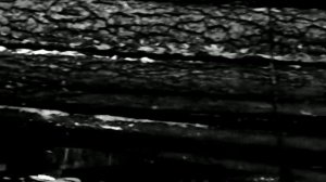 1976 год. Ханты-Мансийский округ. Транспортировка хлыстов