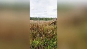 Продаётся земельный участок в направлении Полевской тракт, д.Раскуиха