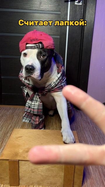 Счет лапкой. смотреть онлайн