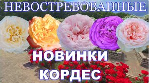Новые сорта роз от Кордес без покупателей