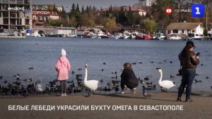 Белые лебеди украсили бухту Омега в Севастополе