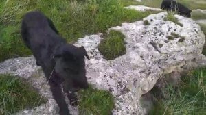 Ноябрь. Пуля с дочей Баской. Кулики 22.11 25